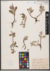Foto von Salix reticulata L.